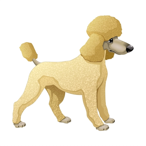 Dog Lovers Theme Poodle Dog Transparent Sticker